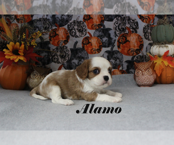 Medium Photo #14 Cavalier King Charles Spaniel Puppy For Sale in CHANUTE, KS, USA