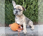Image preview for Ad Listing. Nickname: Dixie