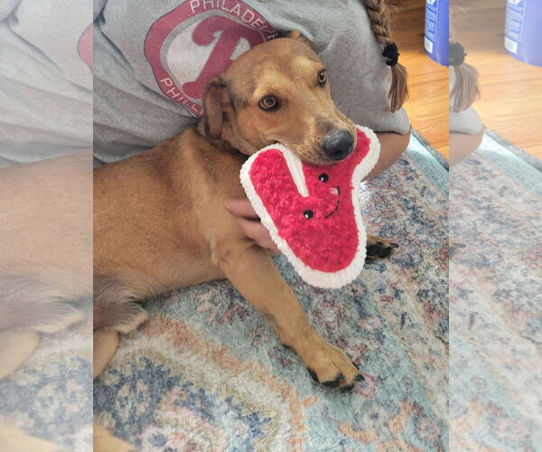 Medium Photo #11 Dachshund-Labrador Retriever Mix Puppy For Sale in Doylestown, PA, USA