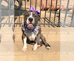Small #4 Bullboxer Pit