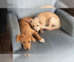 Small #5 Dachshund Mix