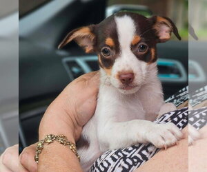 Chihuahua-Unknown Mix Dogs for adoption in Wakefield, RI, USA