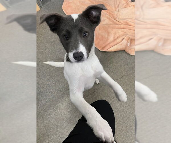 Medium Photo #1 Mutt Puppy For Sale in Sterling, MA, USA