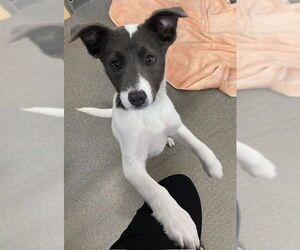 Mutt Dogs for adoption in Sterling, MA, USA