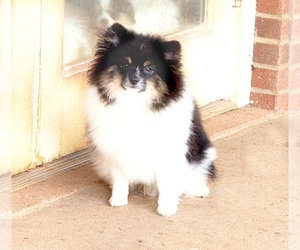Pomeranian Puppy for sale in DAWSONVILLE, GA, USA
