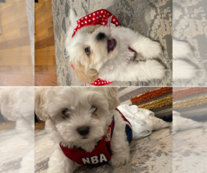 Bichon Frise-Maltipoo Mix Puppy for sale in EDMONDS, WA, USA
