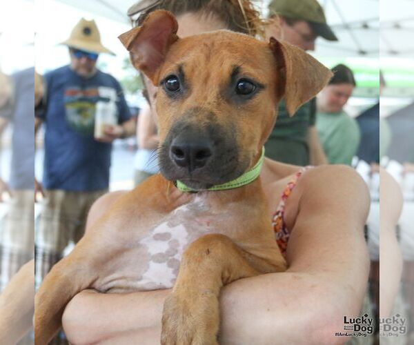 Medium Photo #2 Boxador Puppy For Sale in Washington, DC, USA