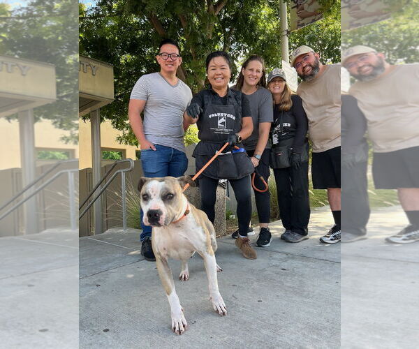 Medium Photo #2 Staffordshire Bull Terrier-Unknown Mix Puppy For Sale in Woodland Hills, CA, USA