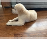 Puppy Pup 3 Sunshine Golden Retriever