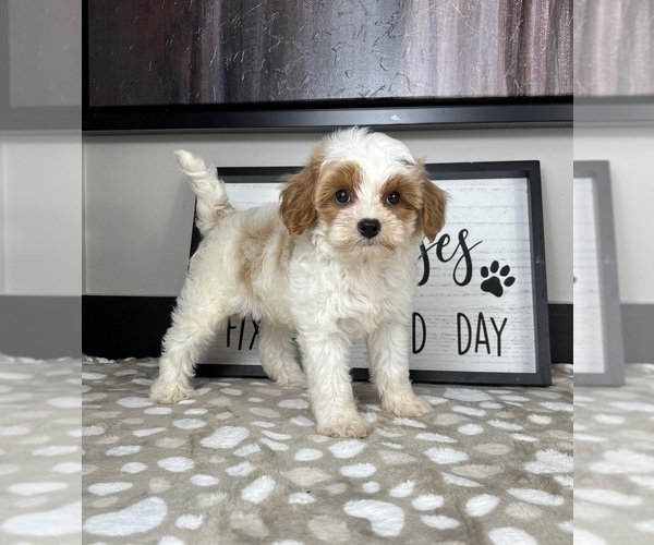 Medium Photo #5 Cavapoo Puppy For Sale in INDIANAPOLIS, IN, USA