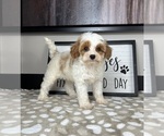 Small #4 Cavapoo