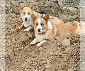 Father of the Pembroke Welsh Corgi puppies born on 06/29/2023