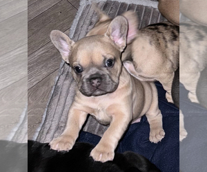 French Bulldog Puppy for sale in SAN JOSE, CA, USA