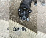 Small #6 American Pit Bull Terrier-Catahoula Leopard Dog Mix