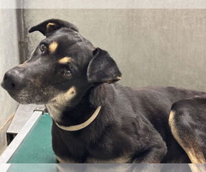 German Shepherd Dog-Unknown Mix Dogs for adoption in Conroe, TX, USA