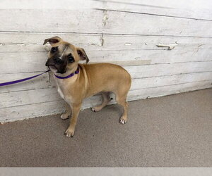 Pug-Unknown Mix Dogs for adoption in San Bernardino, CA, USA