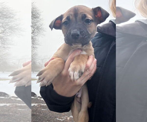 Medium Photo #1 Mastiff-Unknown Mix Puppy For Sale in Clarkston, MI, USA