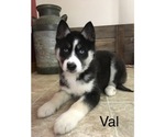 Small Photo #14 Siberian Husky Puppy For Sale in DEARBORN, MO, USA