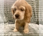 Image preview for Ad Listing. Nickname: Bowie