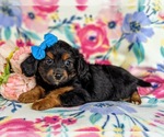 Small Photo #2 Wapoo Puppy For Sale in NOTTINGHAM, PA, USA