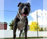 Small #1 Mutt