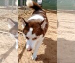 Small Photo #5 Siberian Husky Puppy For Sale in Apple Valley, CA, USA