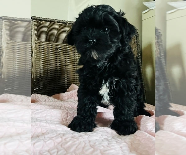 Medium Photo #1 ShihPoo Puppy For Sale in SHIPSHEWANA, IN, USA