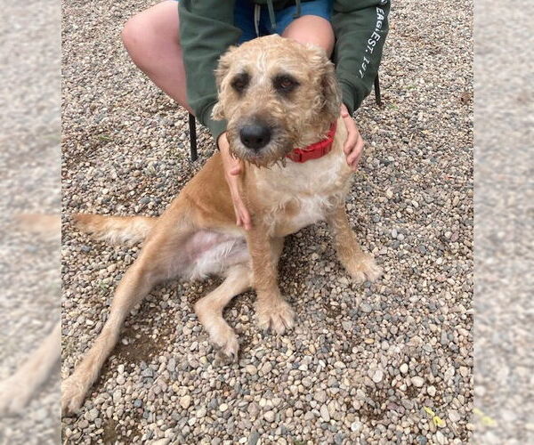Medium Photo #2 Labrador Retriever-Unknown Mix Puppy For Sale in Princeton, MN, USA