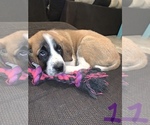 Puppy 1 Great Pyrenees-Saint Bernard Mix