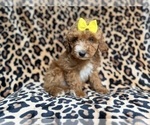 Small #3 Cockapoo (Miniature)