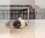 Small Photo #11 F2 Aussiedoodle Puppy For Sale in KINSTON, NC, USA