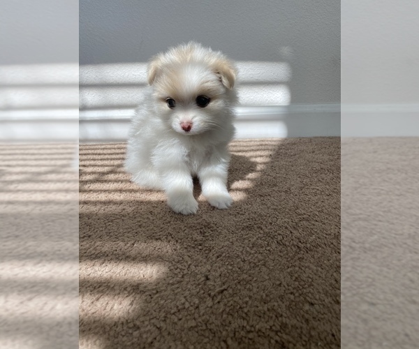 Medium Photo #2 Pomeranian Puppy For Sale in SAN JOSE, CA, USA