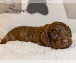 Small Photo #2 Cockapoo Puppy For Sale in GADSDEN, AL, USA