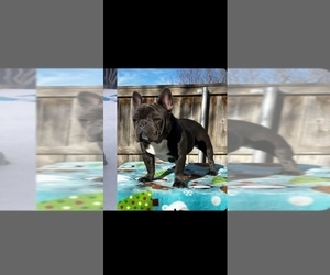 Mother of the French Bulldog puppies born on 12/15/2022