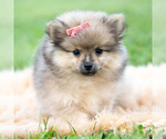 Small Photo #78 Pomeranian Puppy For Sale in WARSAW, IN, USA