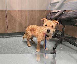 Cairn Terrier-Miniature Schnauzer Mix Dogs for adoption in Baytown, TX, USA