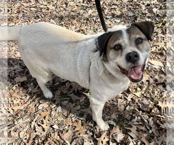Medium Photo #2 Australian Shepherd-Unknown Mix Puppy For Sale in Munford, TN, USA