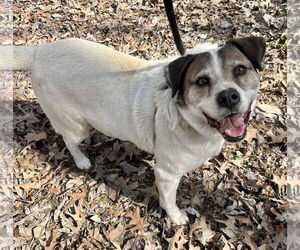 Cosmo - Male Australian Shepherd-Unknown Mix Dog for Adoption - Photo #2