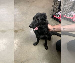 Shepradors Dogs for adoption in Fairfield, IL, USA