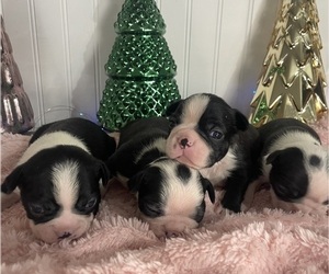 Boston Terrier Puppy for sale in BRISTOL, VA, USA
