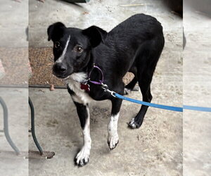 Audie Murphy - Male Border Collie-Unknown Mix Dog for Adoption - Photo #2