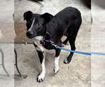 Small #1 Border Collie Mix