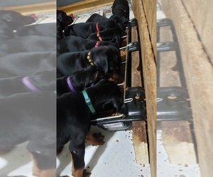 Doberman Pinscher Puppy for sale in MONTPELIER, VA, USA