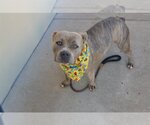 Small #1 American Staffordshire Terrier Mix