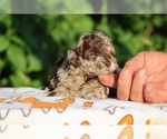 Small #12 ShihPoo