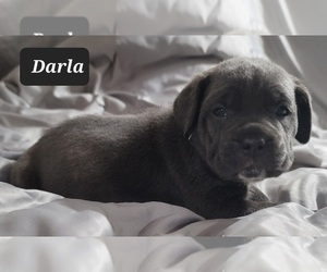 Cane Corso Puppy for Sale in POMEROY, Ohio USA