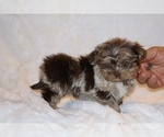 Small #8 ShihPoo