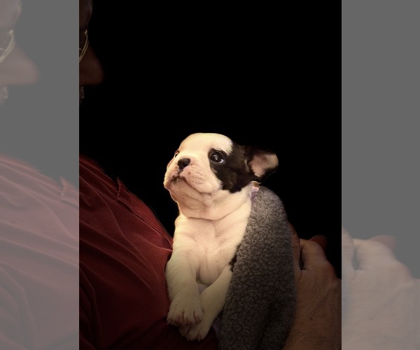 Medium Photo #1 French Bulldog Puppy For Sale in ELGIN, SC, USA