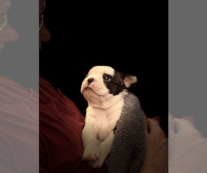 French Bulldog Puppy for sale in ELGIN, SC, USA
