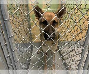 German Shepherd Dog Dogs for adoption in Tulsa, OK, USA